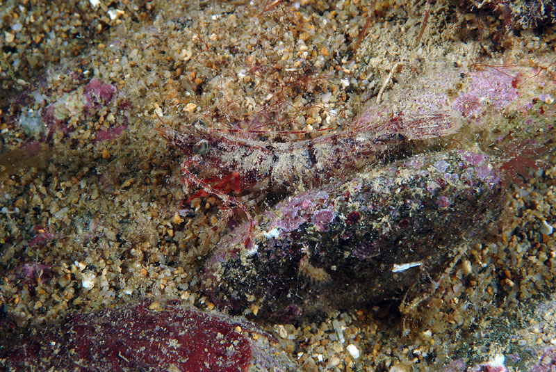 Sicyonia carinata